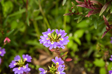 Pink flowers