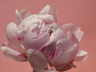 Pink peony on pink background. Floral design with simple modern nature background. Minimal flowers concept, close up image