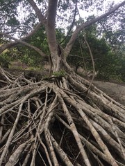unique tree root structure in the mountains 