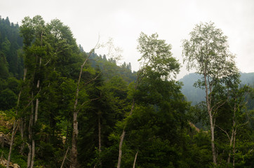 Green forest in the morning with mountains in the background
