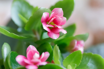 Kalanchoe flower with pink petals