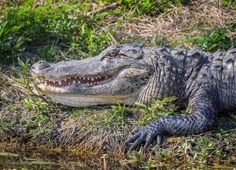 alligator in the zoo