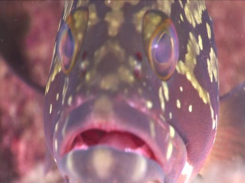 grouper fish underwater close up eyes looking to camera ocean scenery  fish portrait