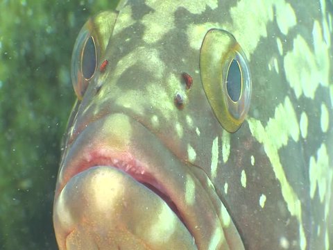 grouper fish underwater close up eyes looking to camera ocean scenery  fish portrait
