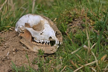 Schädel eines Waschbären (Procyon lotor)