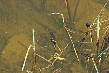 Männlicher Kammmolch (Triturus cristatus) beim Luftholen im Teich