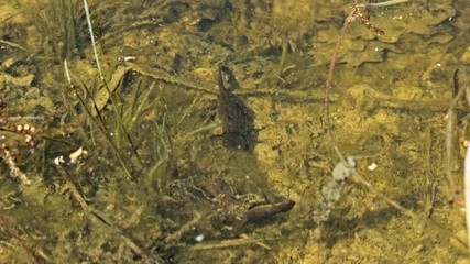 Weiblicher Kammmolch (Triturus cristatus)   mit weiblichem Teichmolch (Lissotriton vulgaris) im Teich