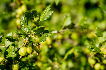 Gooseberries growing on the branch, outdoors, natural sunlight. 
