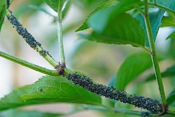 Aphid insect infestation on a tree branch