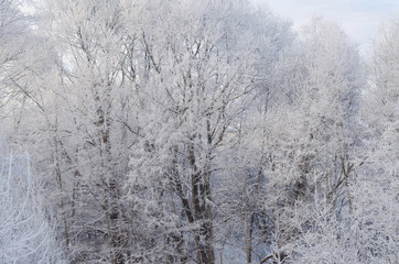White winter forest with trees in the morning