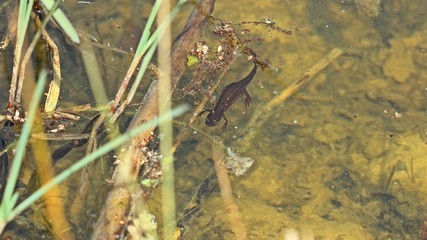 Weiblicher Teichmolch (Lissotriton vulgaris) im Teich