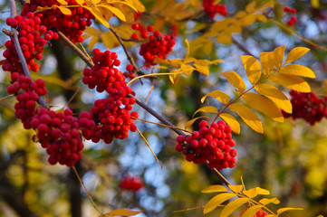 Red hawthorn berries on an autumn background. 