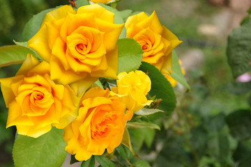 Flowering of yellow roses on a bush 