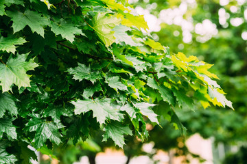 fresh green wet wet leaves of canadian maple on a branch in summer