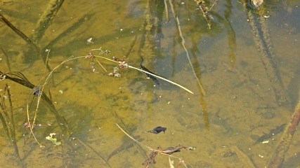 Männlicher Teichmolch (Lissotriton vulgaris) beim Luftholen im Teich