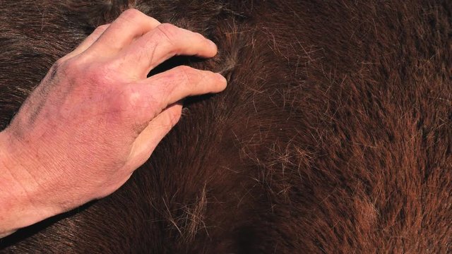 Farmer hand scratching the back and shoulders of agged brown warm-blooded senior horse. Lots of dust from the dirt and hair of fur.