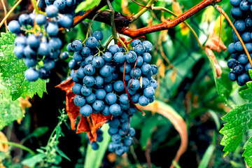 Purple grapes on branch. Summer and autumn harvest. Gardening, growing fruits, berries in the garden
