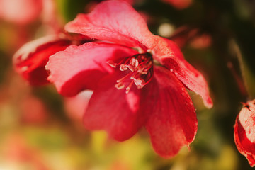Red apple tree flower close-up, detailed macro photo. The concept of flowering, holiday. Image for banner, postcard.