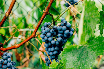Purple grapes on branch. Summer and autumn harvest. Gardening, growing fruits, berries in the garden