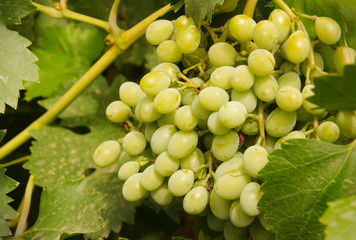 A bunch of green grapes on a bush 