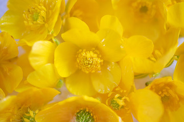 Yellow buttercups close up. Vivid image, copy space. The concept of spring, summer, flowering, holiday.