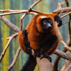 lemur 