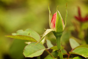 Tender pink rosebud in the garden against the green background
