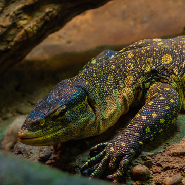 dragon de comodo