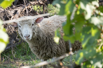 Obraz premium farm animals