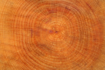 Naklejka premium Wooden stump with with rings on it's surface