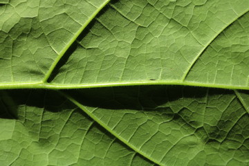 Bright green leaf zoomed in