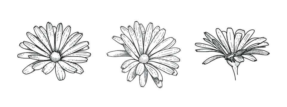 Set of vector decorative camomiles with rough shading. Ink drawing. Black and white elements for coloring. Collection of image of flowers for the design of ornaments, patterns, packaging, textiles