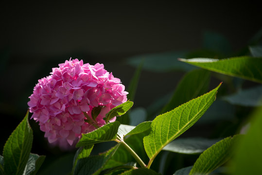 pink hydrangea flowers
