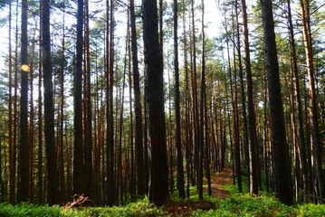 im Wald