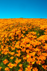 California poppies roll up to a blue sky  Royalty free stock photo