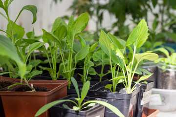 Young fresh seedling growing in plastic pots. Spring garden work. Gardening background.