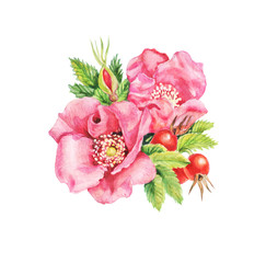 Flowers, buds, fruits and leaves of pink dog-rose. Watercolor illustration on a white background. Shabby chic style.