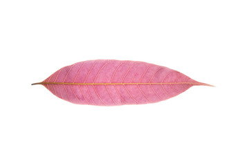 Isolated Mango leaf  leaf texture in White Background