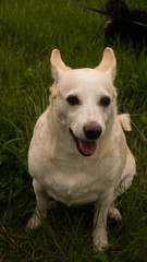 White and beige dog in a clearing. Free entry space.