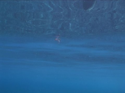 Exocoetus volitans,flying fish underwater with sun background flyingfish ocean scenery