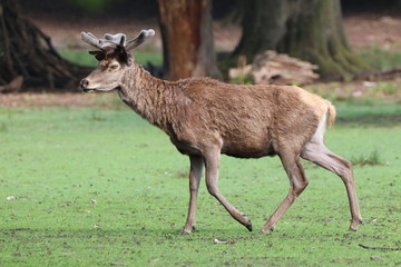 Naklejka na ściany i meble Hirsch beim Laufen