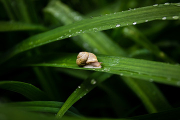 A little snail on green leaves covered with water drops