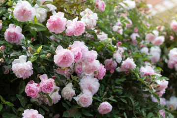 Beautiful pink flowers in the garden