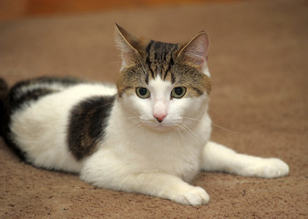 white with brown  cat