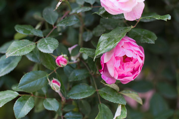 Blooming flowers of soft focus in springtime