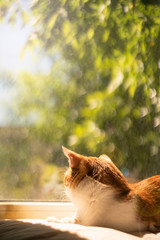 cute ginger cat sits on a windowsill and looks out the window.outside a sunny summer day