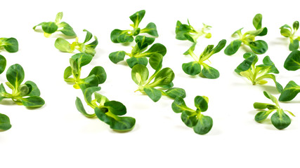 Mash salad on white background.