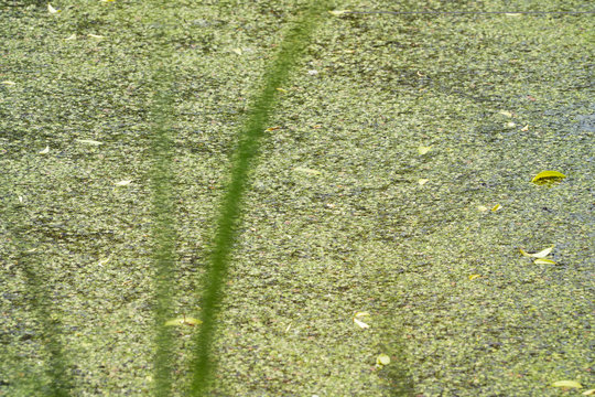 Forest pond covered with green duckweed plants and fallen yellow leaves. Green tina in the lake. Details of surface of swamp water.