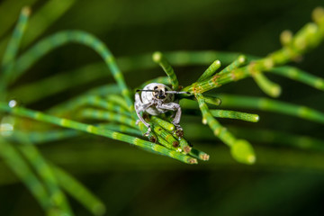 Little leaf notcher weevil (Artipus floridanus) front view, macro - Davie, Florida, USA