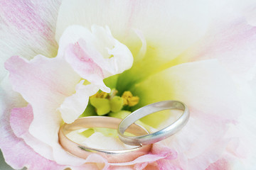 Wedding rings in flower